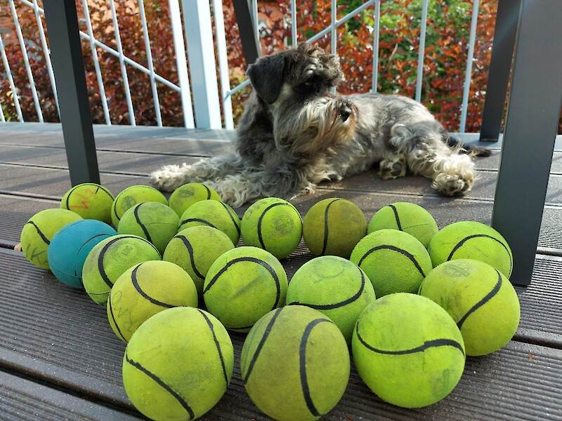 Lucalla on riittänyt kiirettä kesällä: luonnosta pelastettuja palloja riittää. Kuva: Kalle Mäkelä