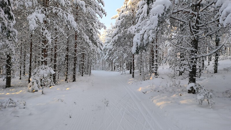 Pirkan Hiihdon järjestäjät päätyivät ratkaisuun, että perinteisen reitin sijaan sivakoidaan Kangas-Pirkka Jämin ympäristössä. Joulukuussa otettu kuva on Lintuharjusta.