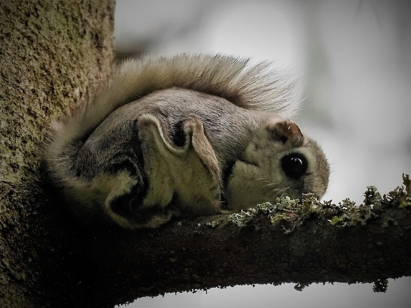 Sisätön liito-orava tarkkailee oksalta pesäpöntön tarkastajia. Tämä liituri poikasineen kuvattiin Ylelle ”Kolopesijät”-luontodokumenttiin.  

Kuva: Olli Ahonen