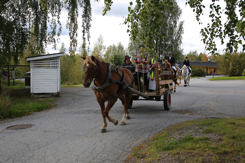 Suomenhevosen päivää juhlistettiin Hämeenkyrössä päivänsankarien kulkueella.
