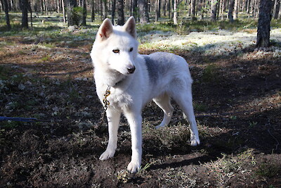 Anton Toivosen koiravaljakossa kevyemmillä lenkeillä laukkaa mukana yhä 12-vuotias mummokoira Cissi.